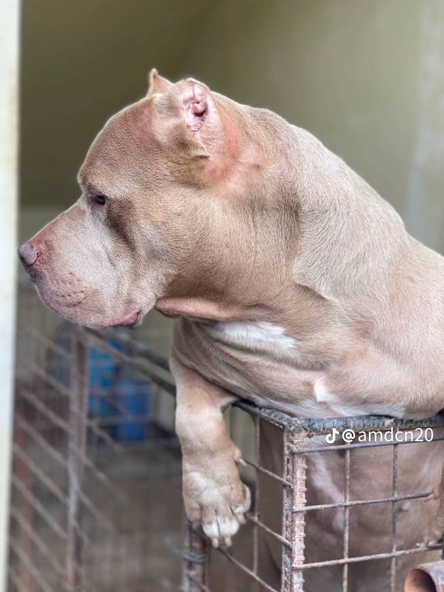 Bhaktapur suryabinaik badu bajar heigjt