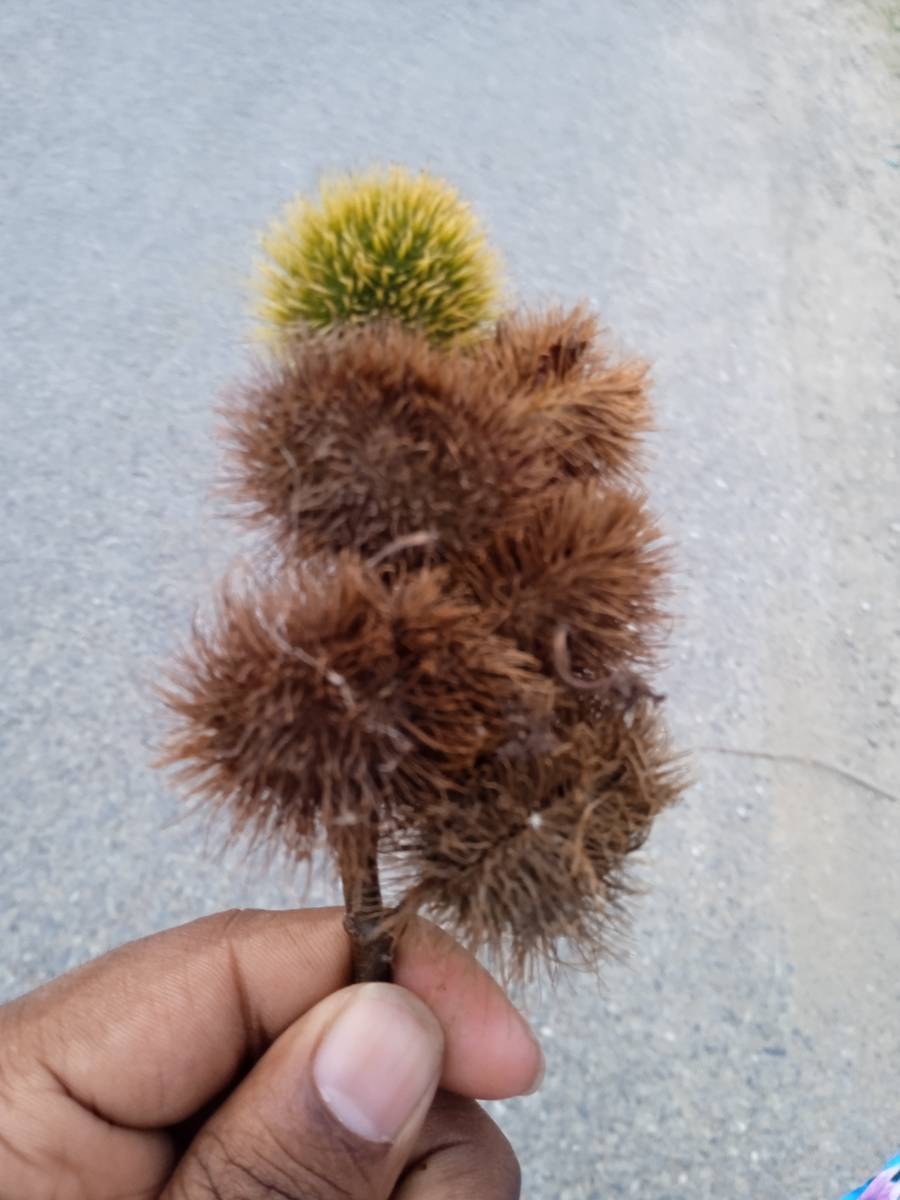 Finding room inside Kathmandu valley or near Kathmandu valley.