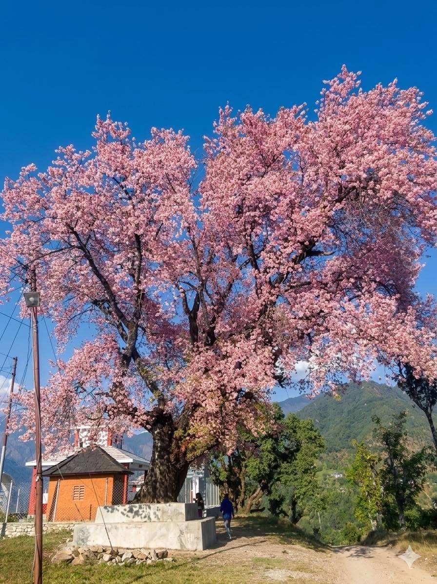 Room searching arroud chabahil ,gaurighat,tusal