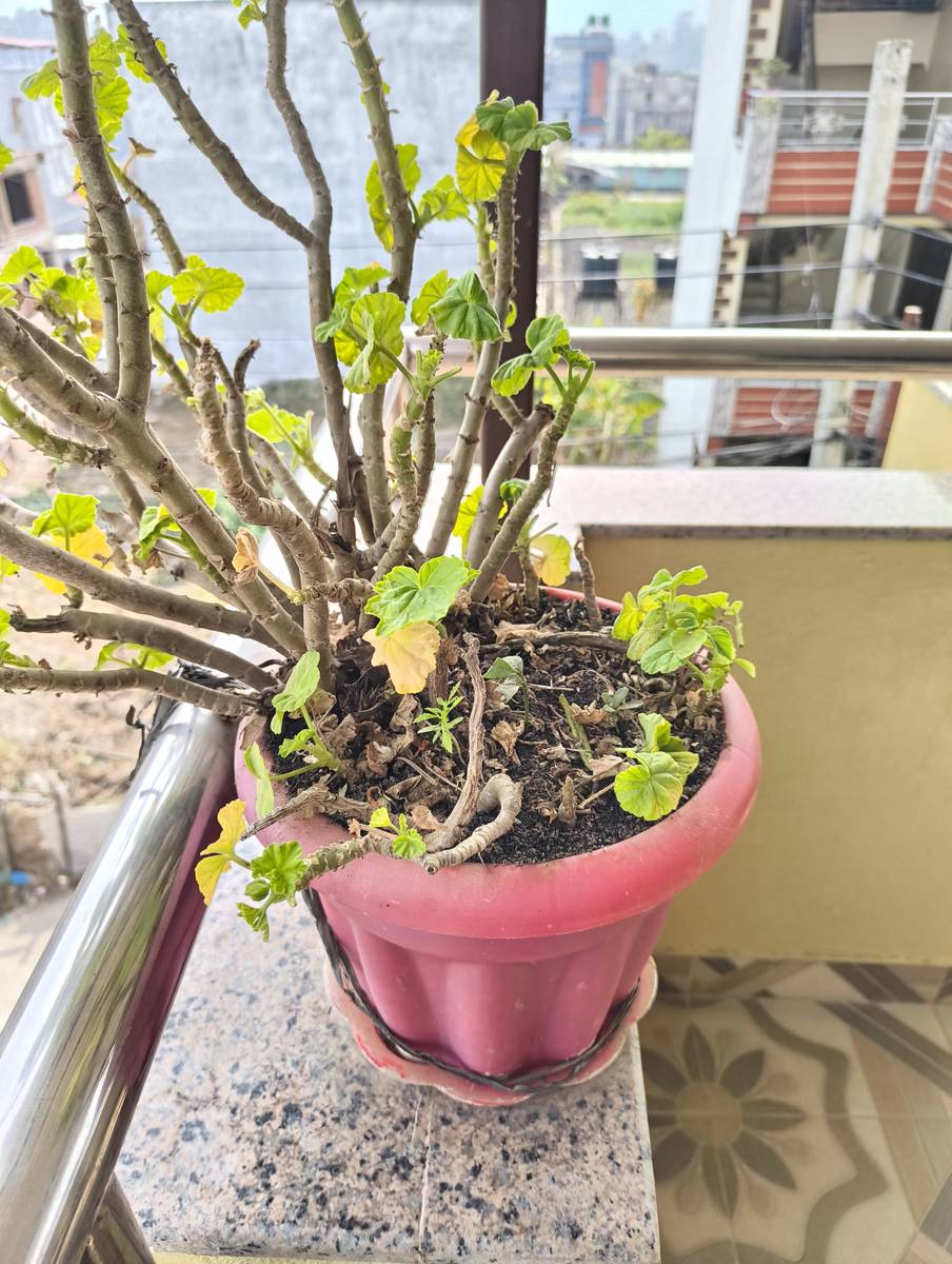 room wanted for family